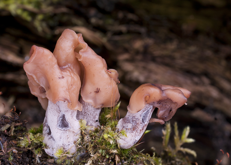 gyromitra infula